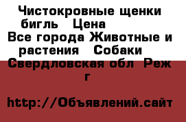 Чистокровные щенки бигль › Цена ­ 15 000 - Все города Животные и растения » Собаки   . Свердловская обл.,Реж г.